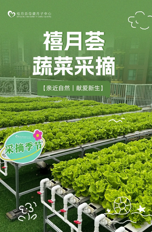 在成都月子中心坐月子，吃上自己采摘的新鲜有机蔬菜啦！1