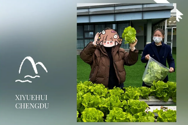 在成都月子中心坐月子，吃上自己采摘的新鲜有机蔬菜啦！3