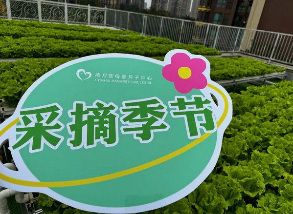 在成都月子中心坐月子，吃上自己采摘的新鲜有机蔬菜啦！5